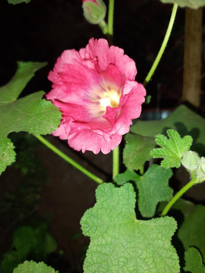 Trimurti Holiday Home Panchgani Dış mekan fotoğraf