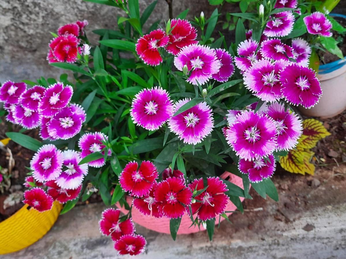 Trimurti Holiday Home Panchgani Dış mekan fotoğraf