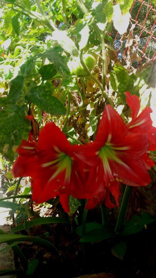 Trimurti Holiday Home Panchgani Dış mekan fotoğraf